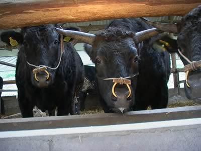 篠山の牛達