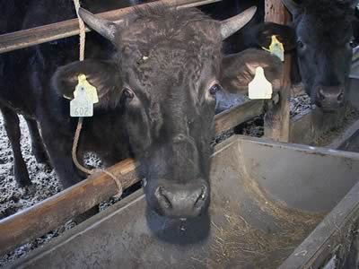 篠山の牛