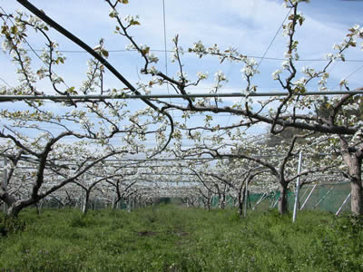 2006年４月１６日中谷農園の梨の花です。