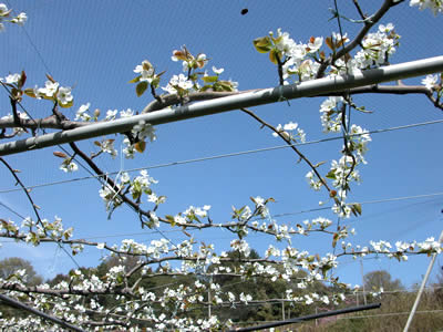 2006年４月１６日中谷農園の梨の花です。